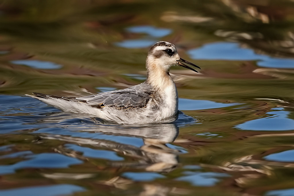 Grey Phalarope