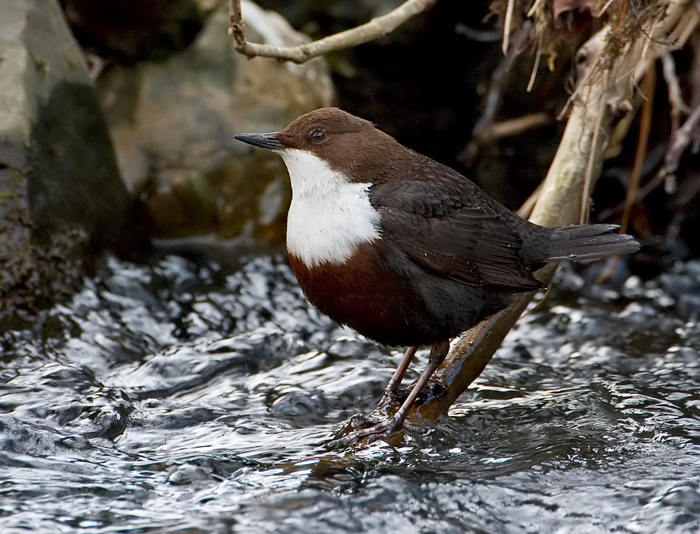 Dipper