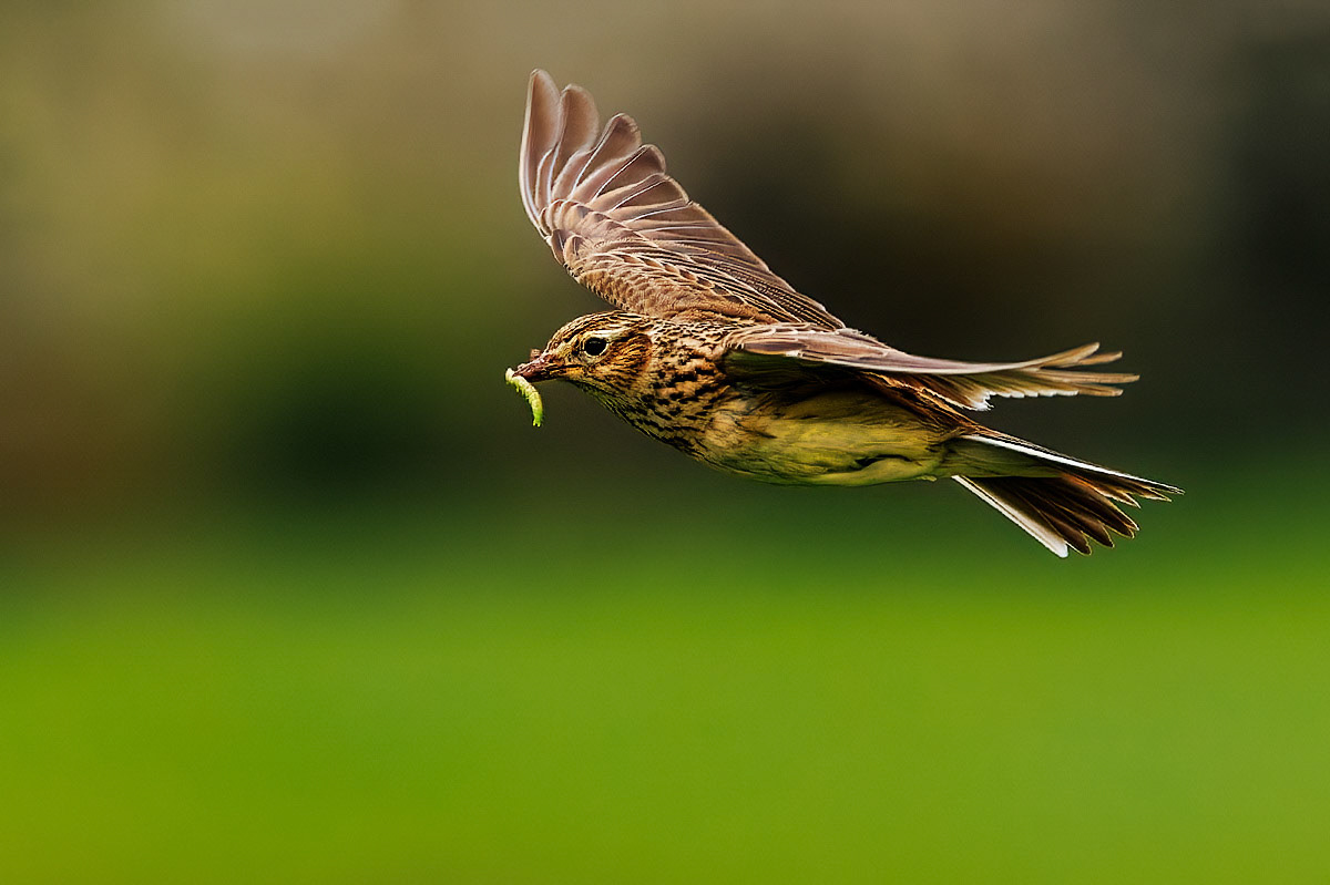 Skylark