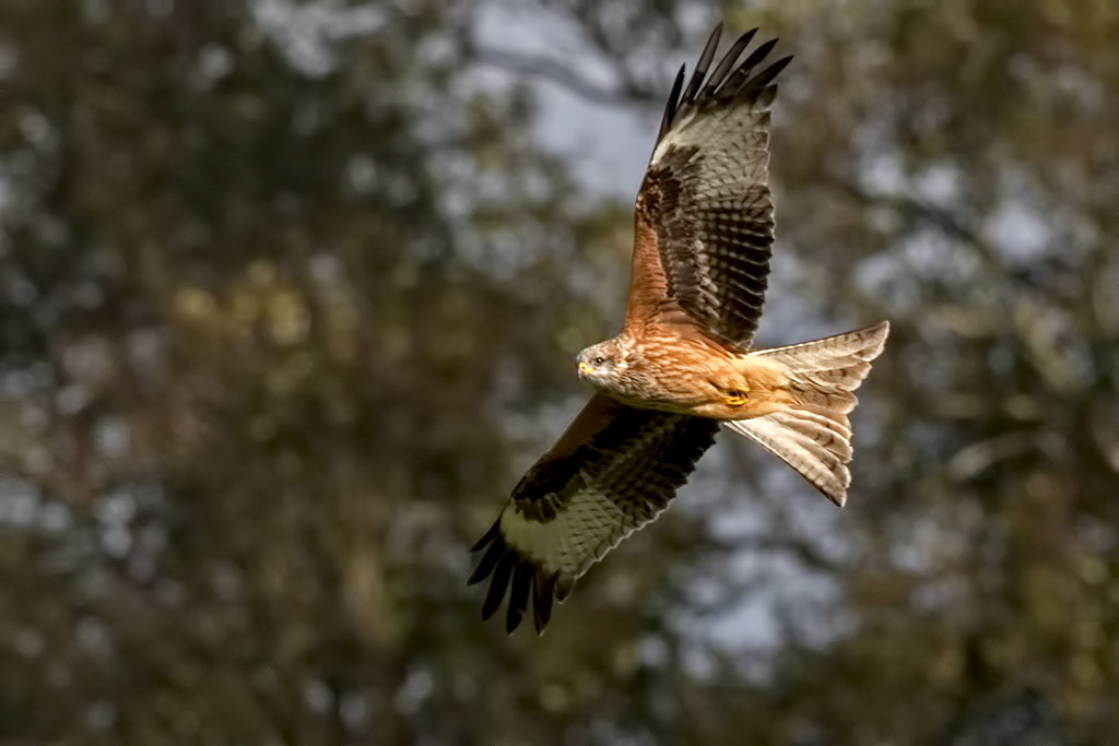 Red Kite
