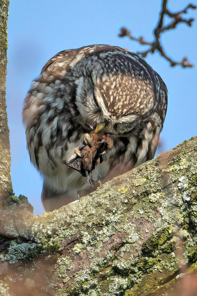 Little Owl