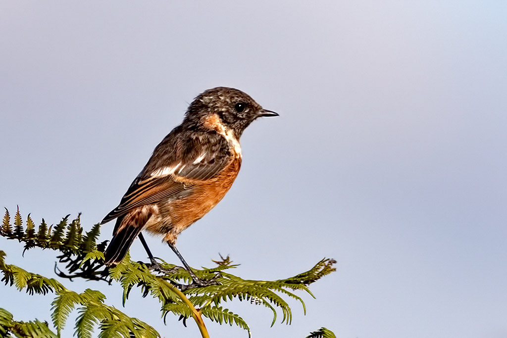 Stonechat