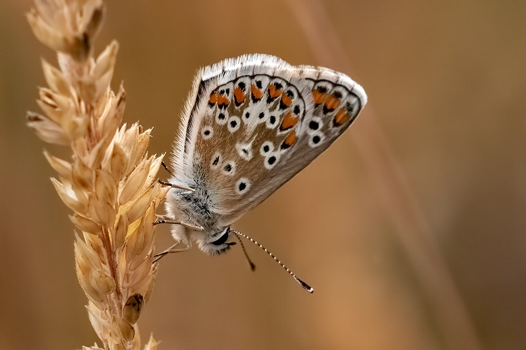 Brown Argus