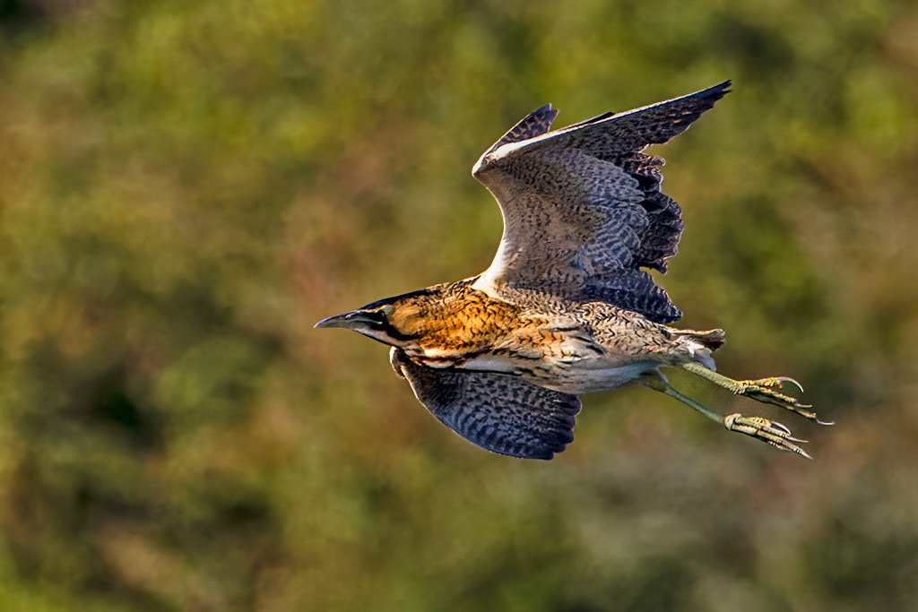 Bittern