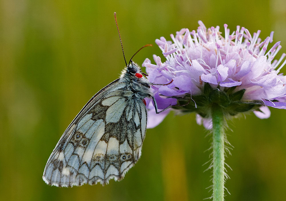 Marbled White