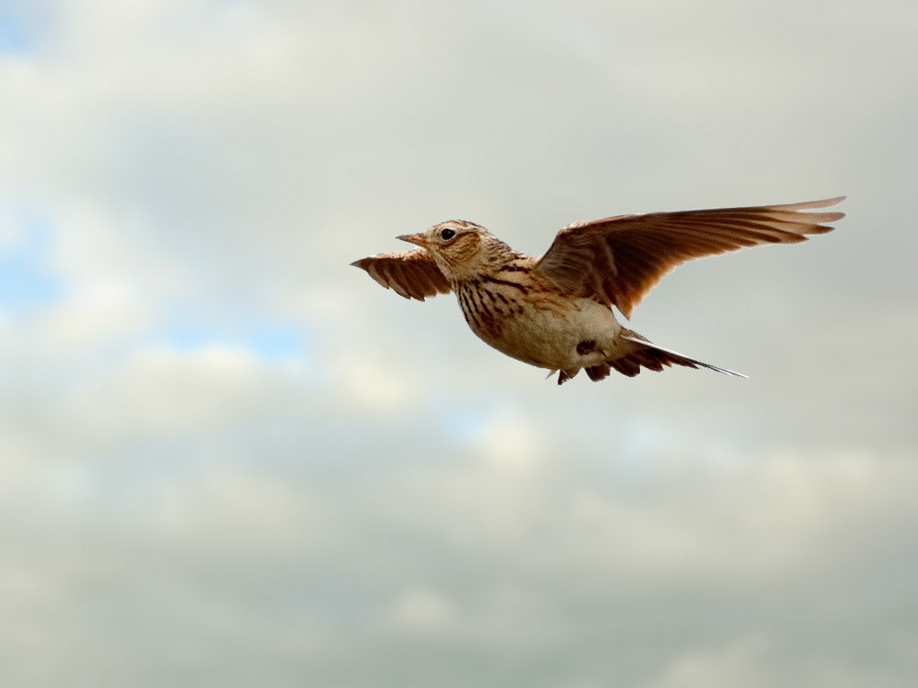 Skylark