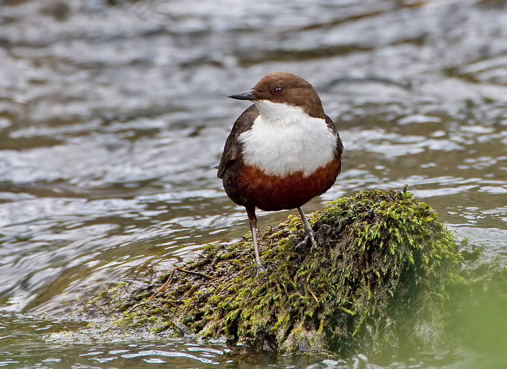 Dipper