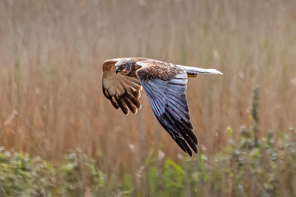 Marsh Harrier
