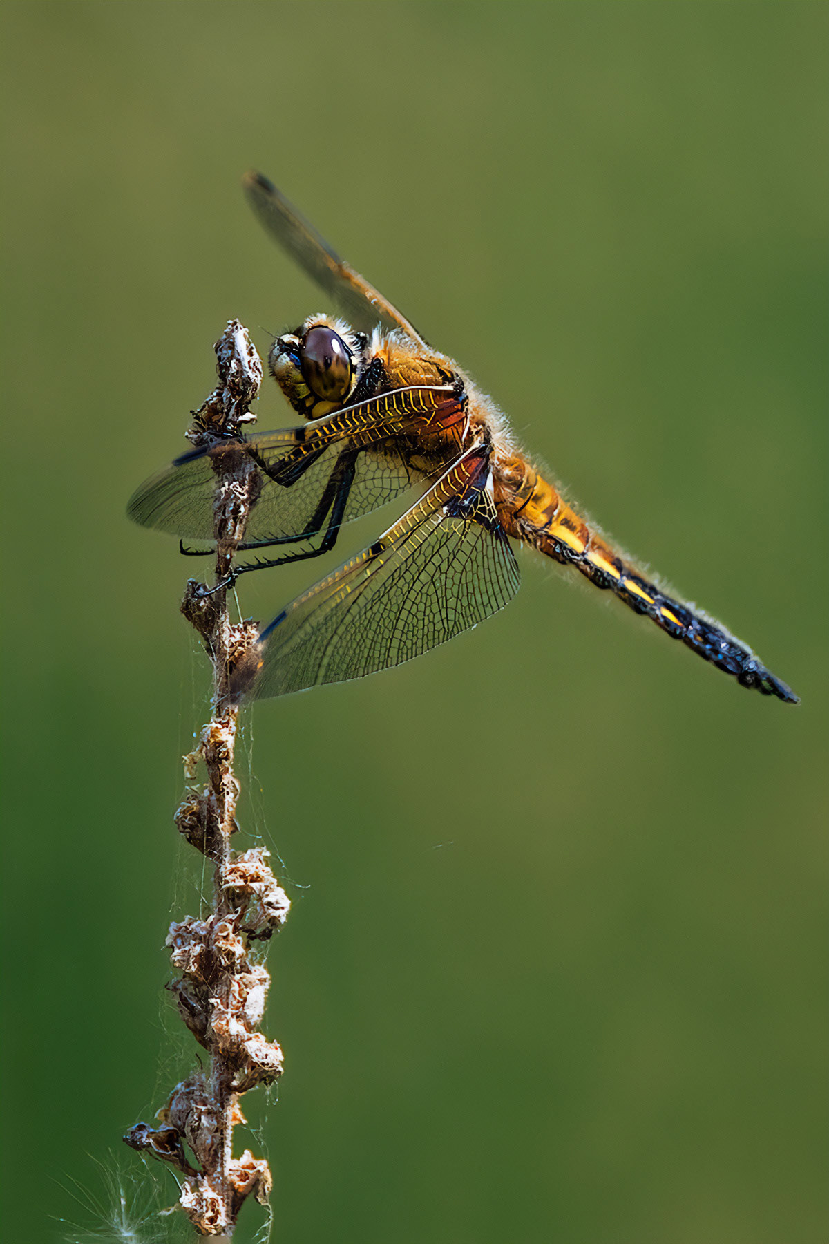 Four-spotted Chaser