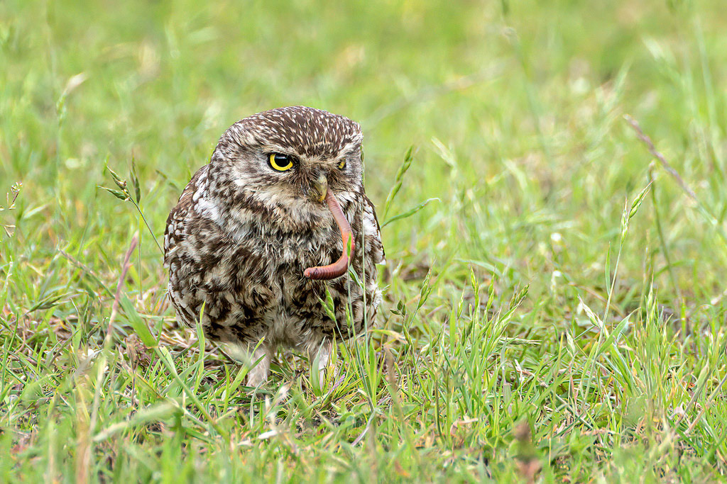 Little Owl