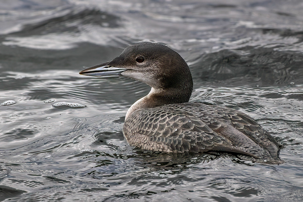 Great Northern Diver