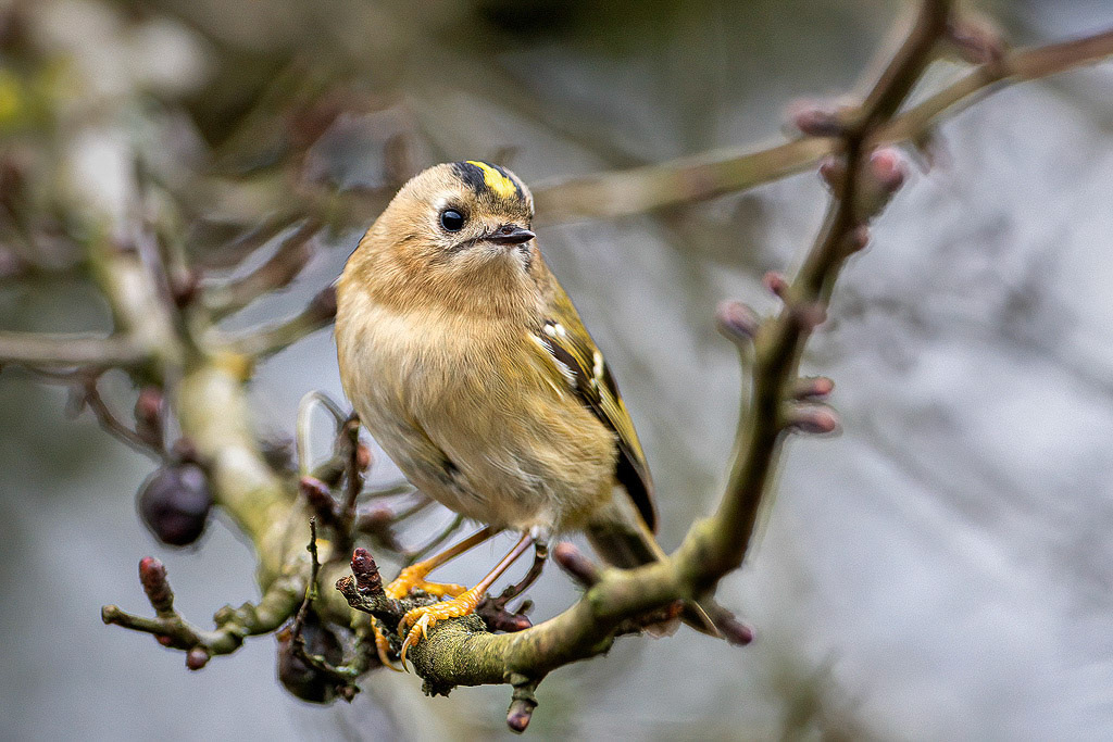 Goldcrest