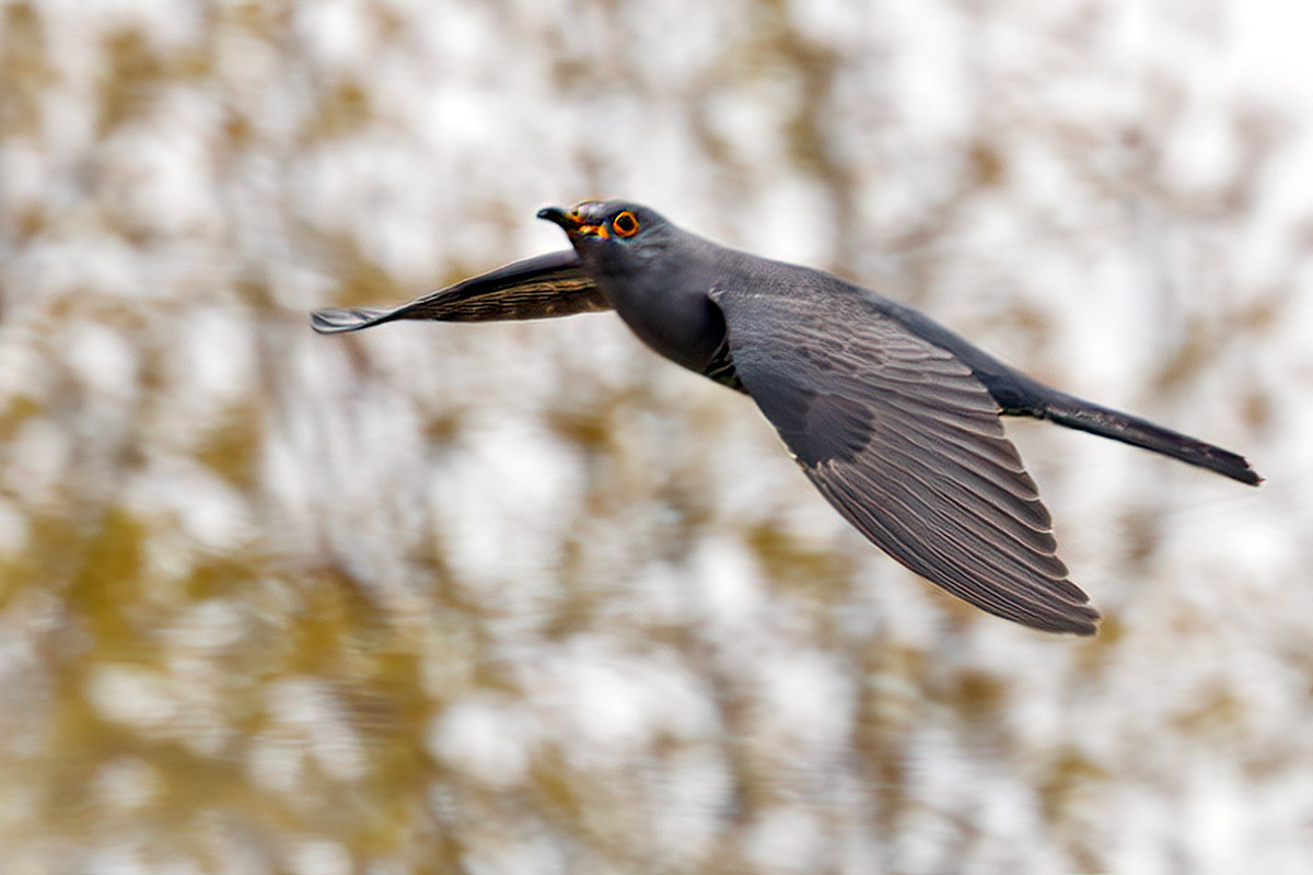 Cuckoo
