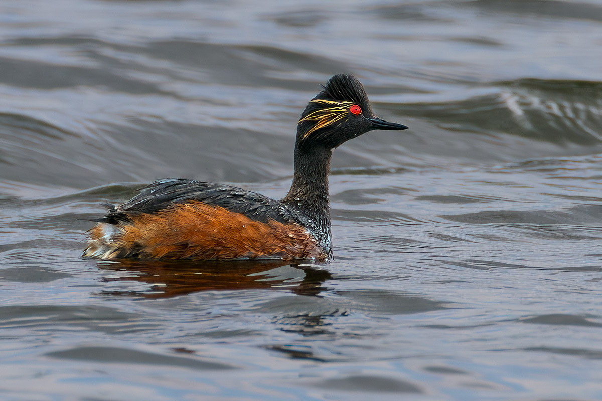 Black-necked Grebe