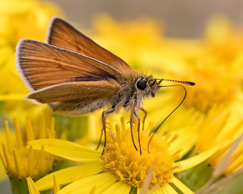 Essex Skipper