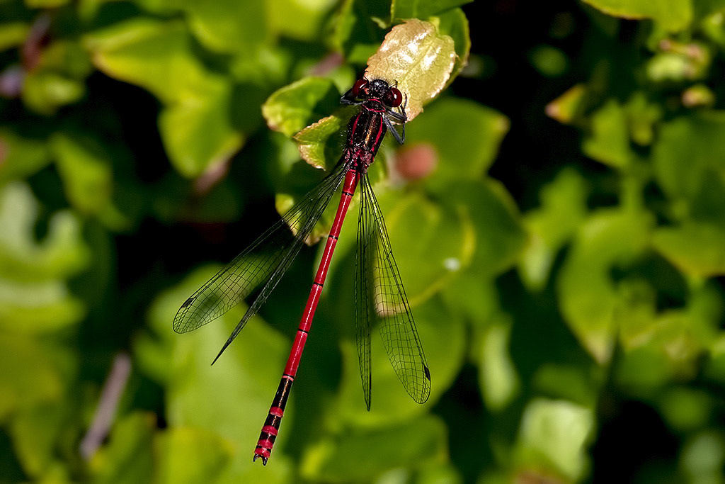 Large Red Damselfly