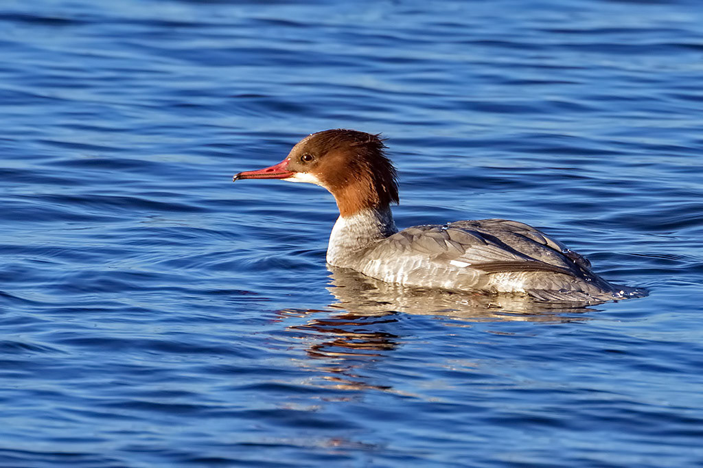 Goosander