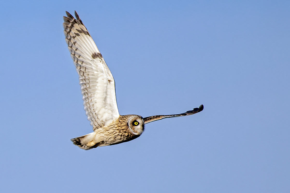 Short-eared Owl