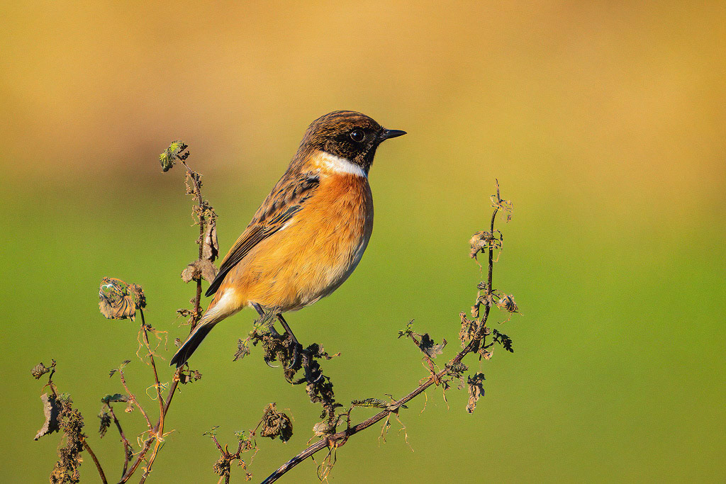 Stonechat