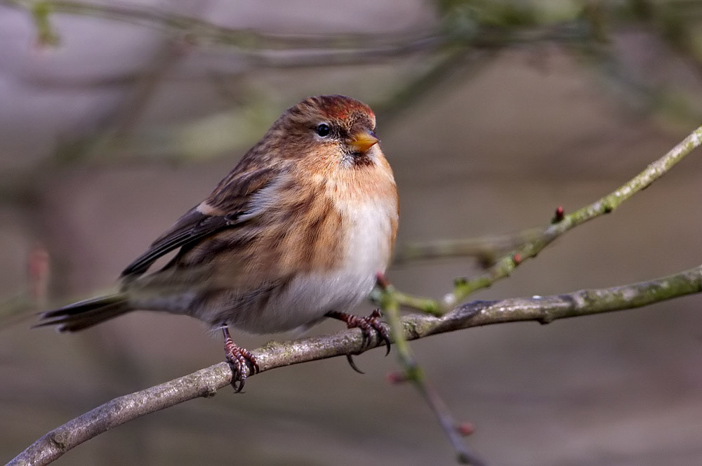Lesser Redpoll