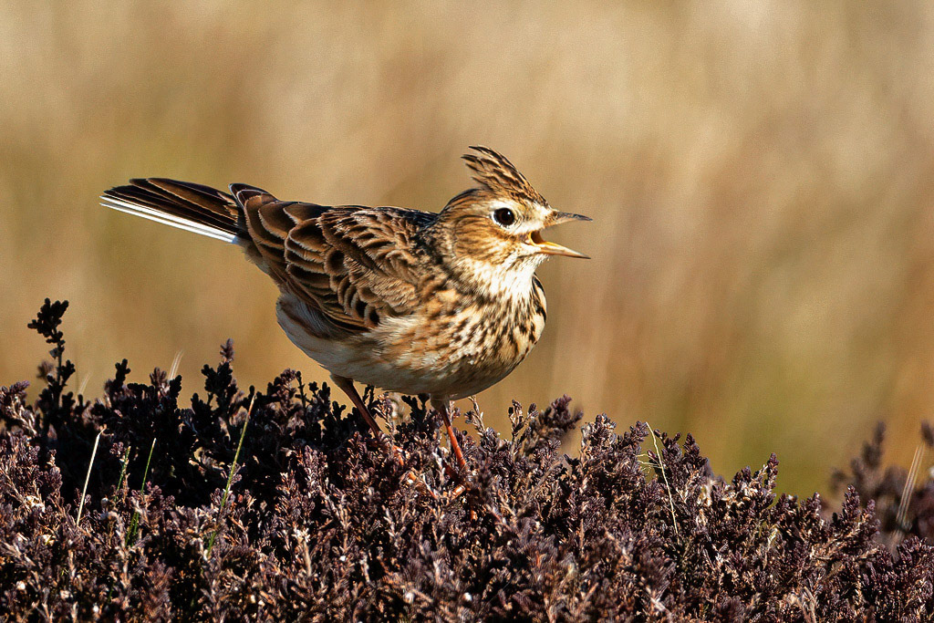 Skylark