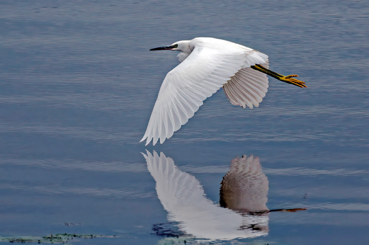 Little Egret