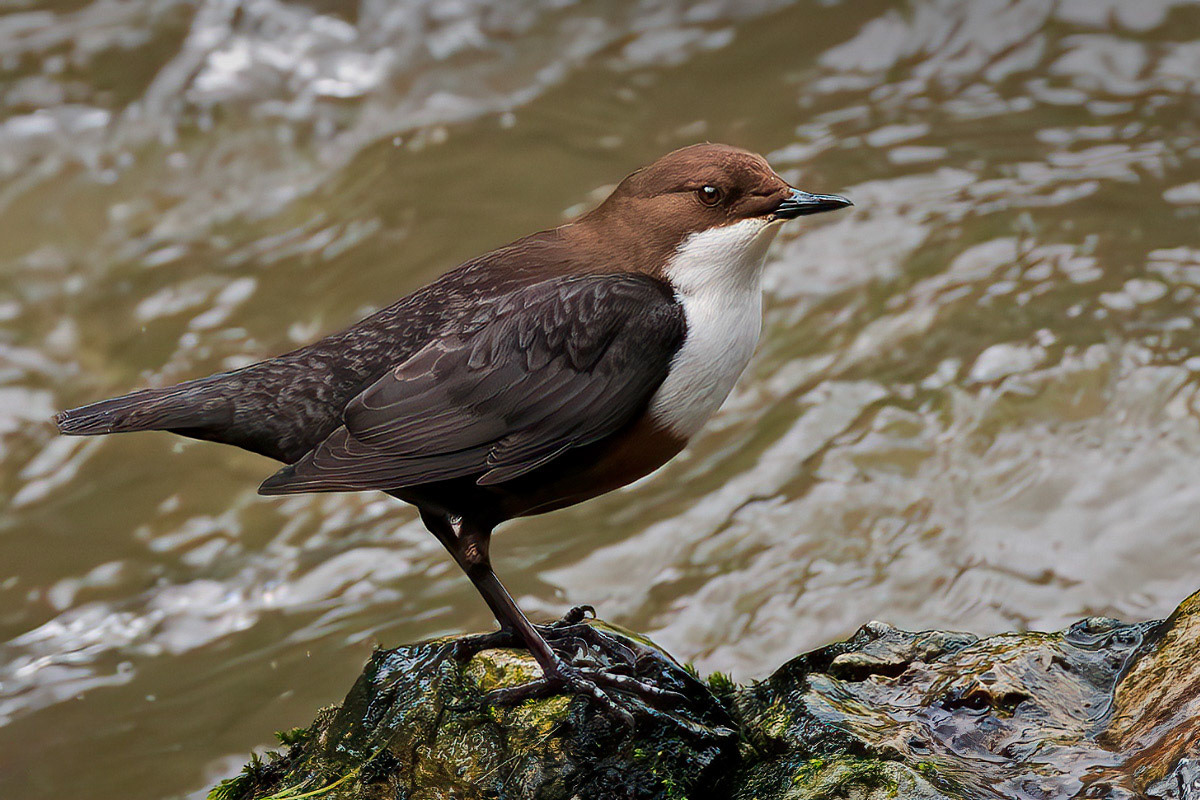 White-throated Dipper