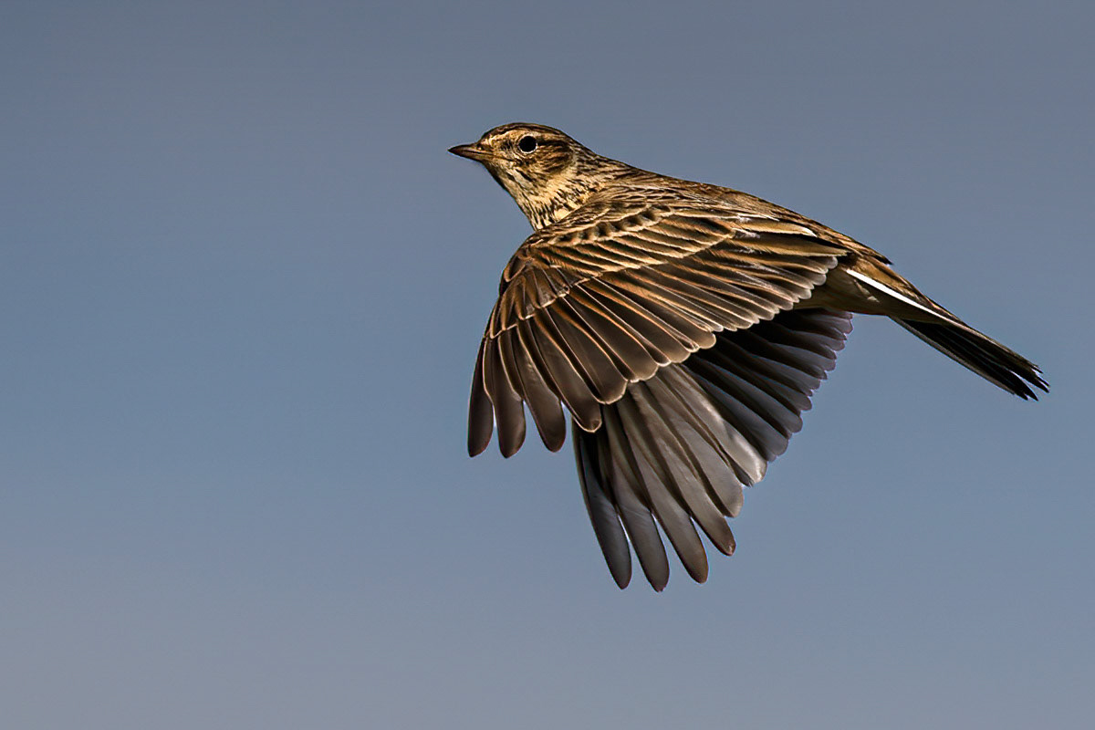 Skylark