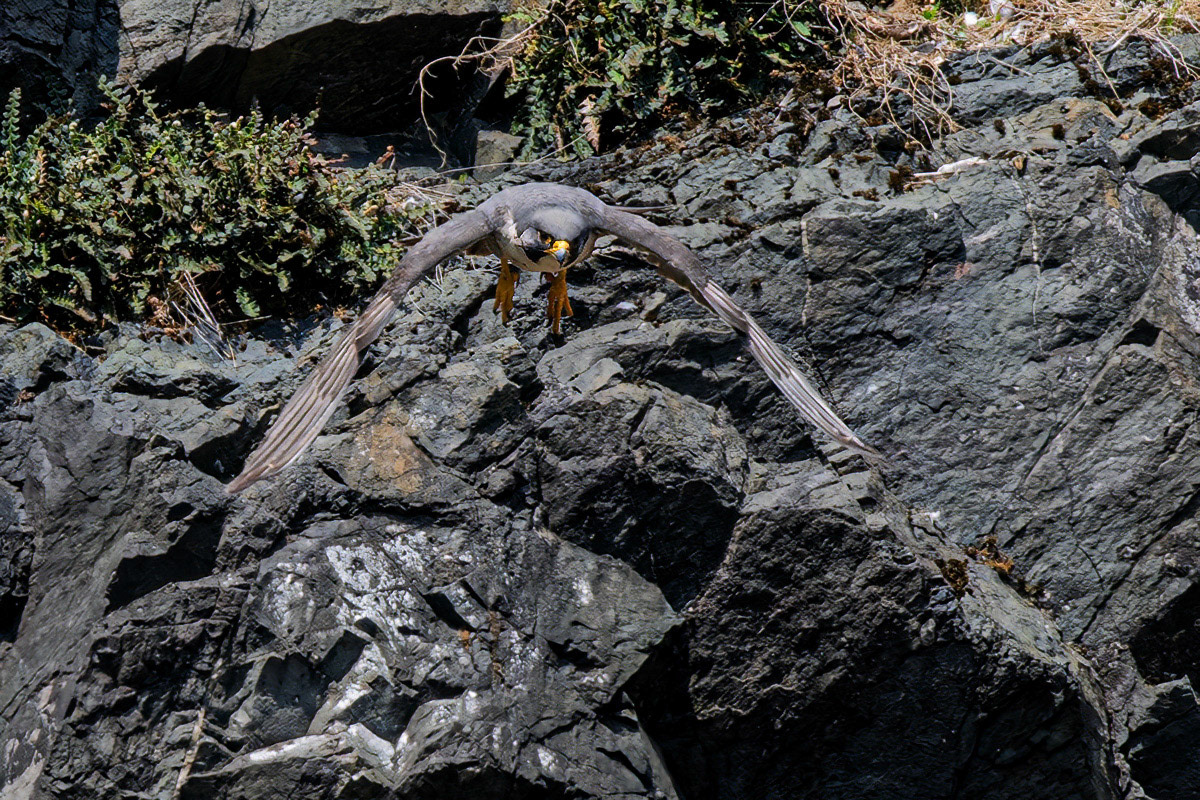 Peregrine