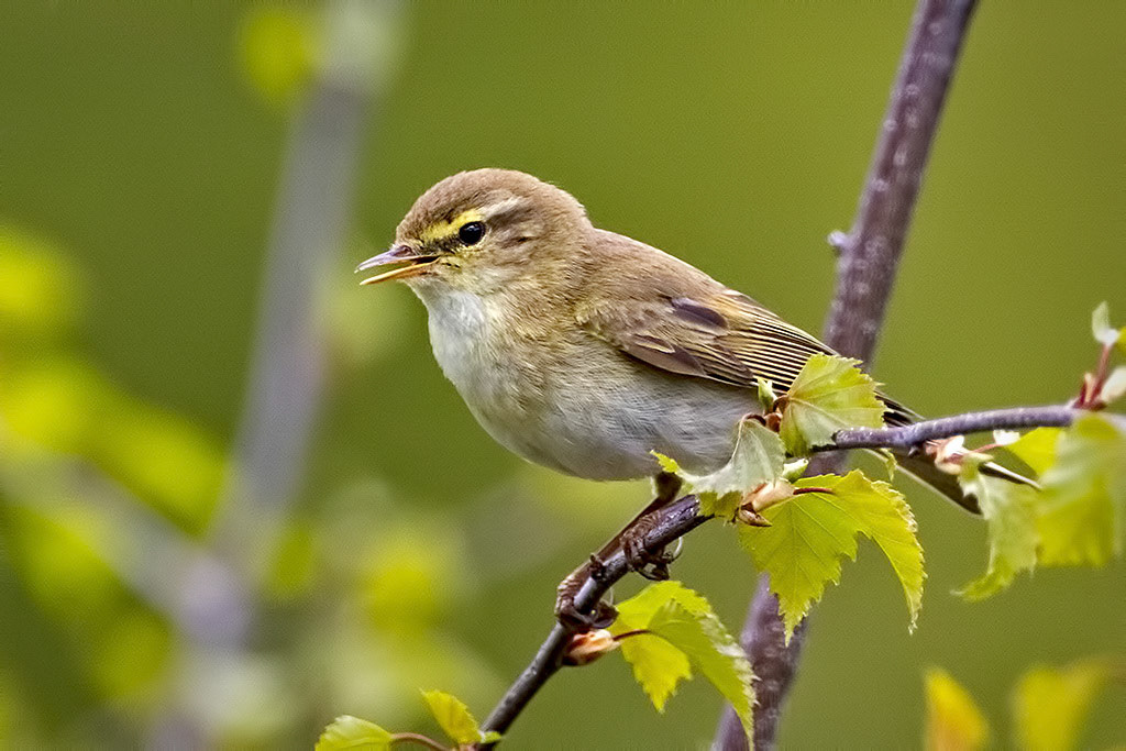 Willow Warbler