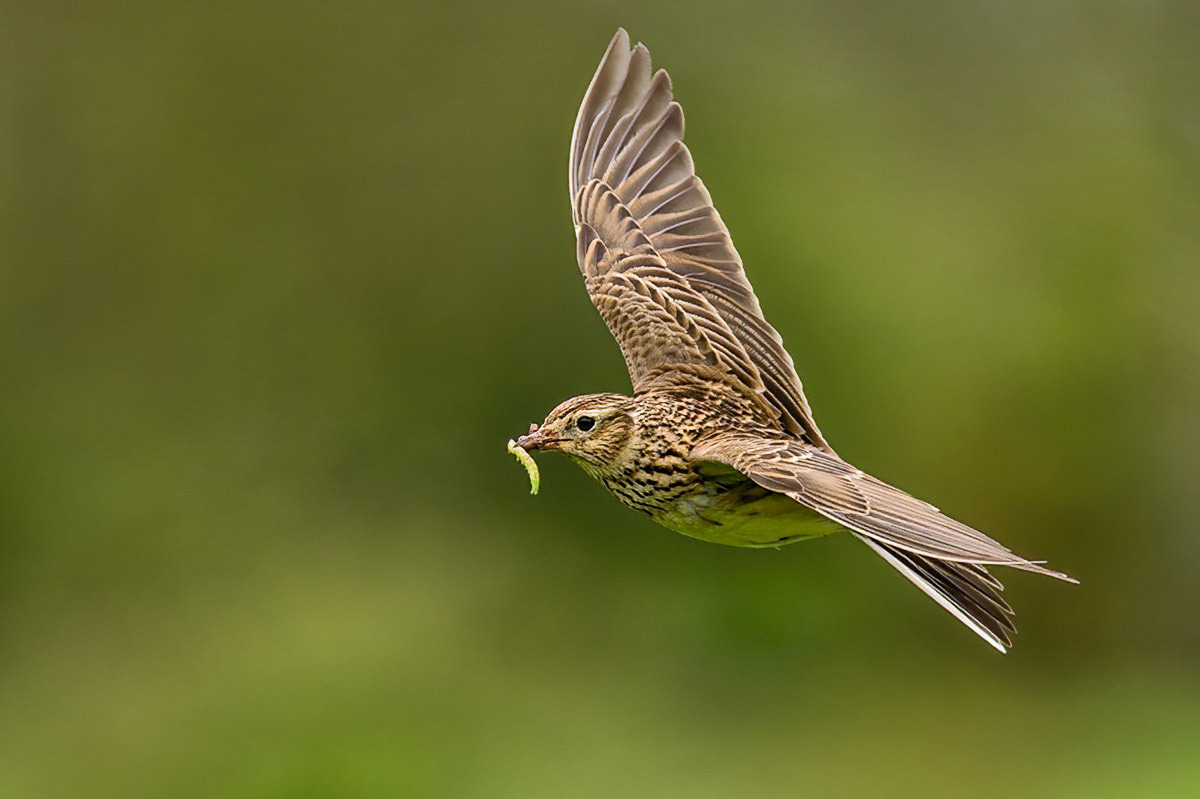 Skylark