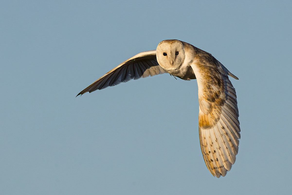 Barn Owl