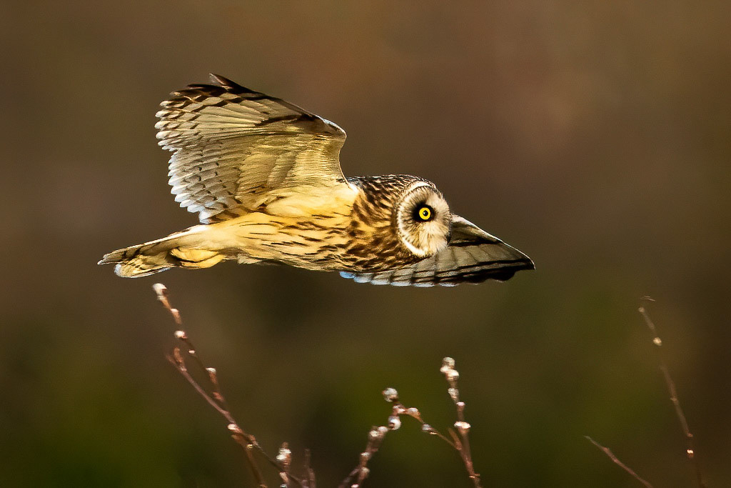 Short-eared Owl