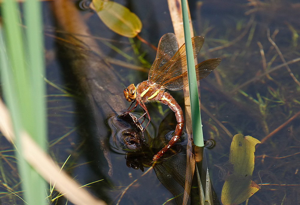Brown Hawker