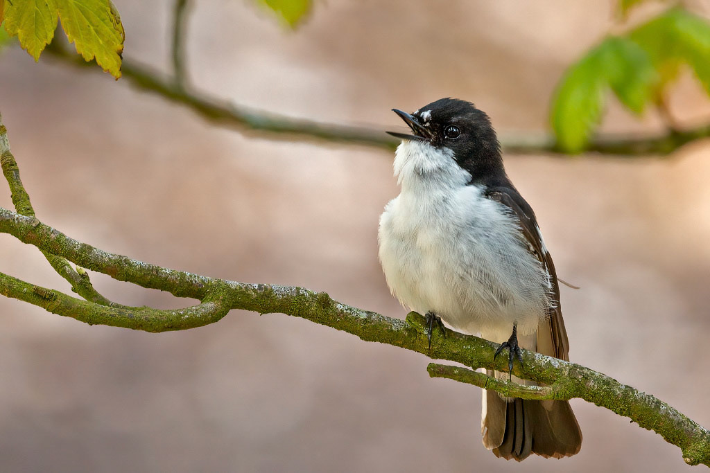 Pied Flycatcher