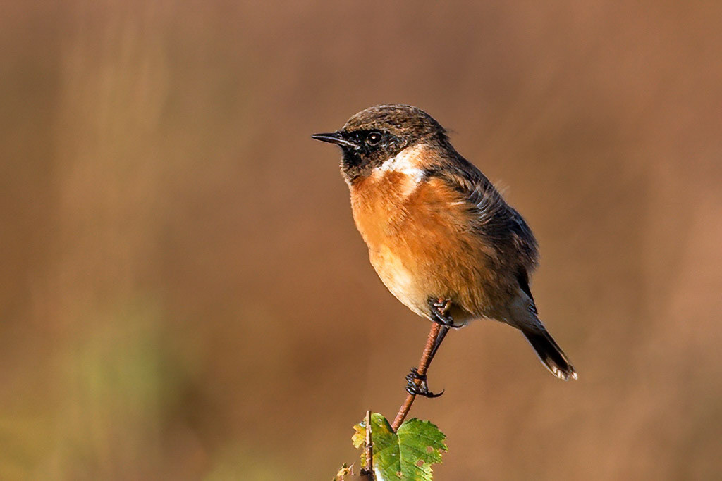Stonechat