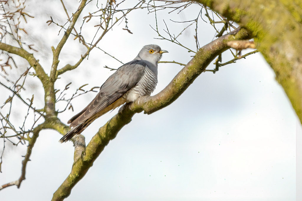 Cuckoo
