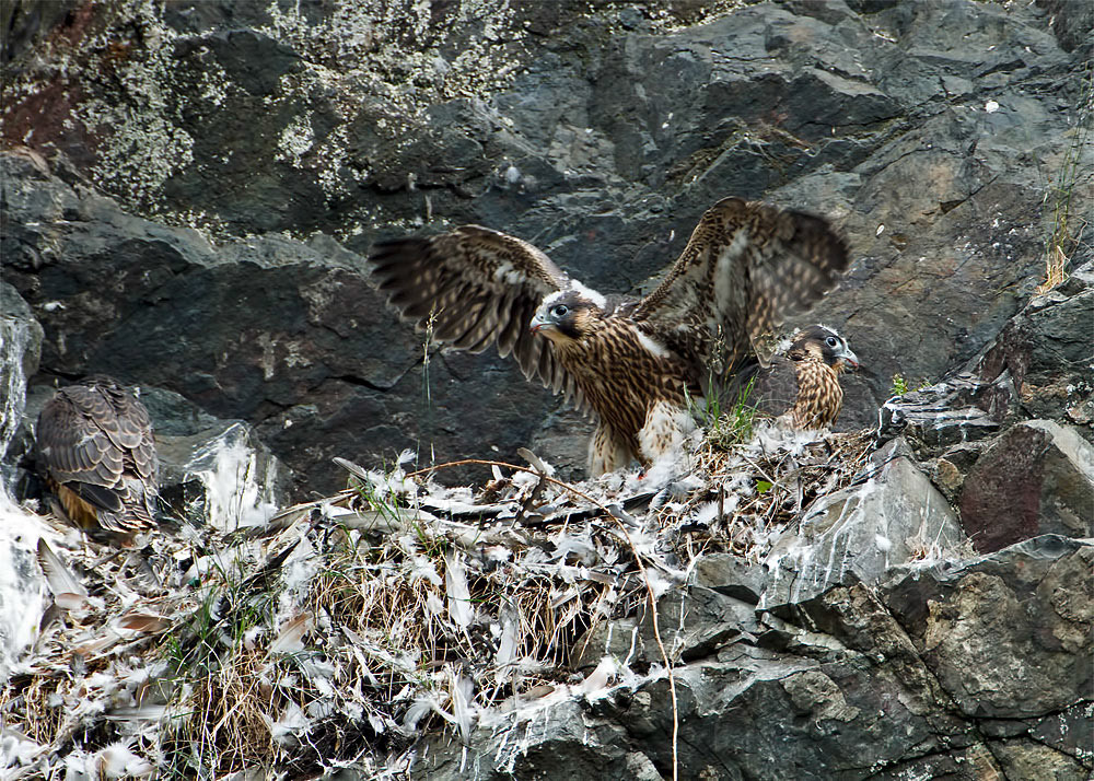 Peregrine