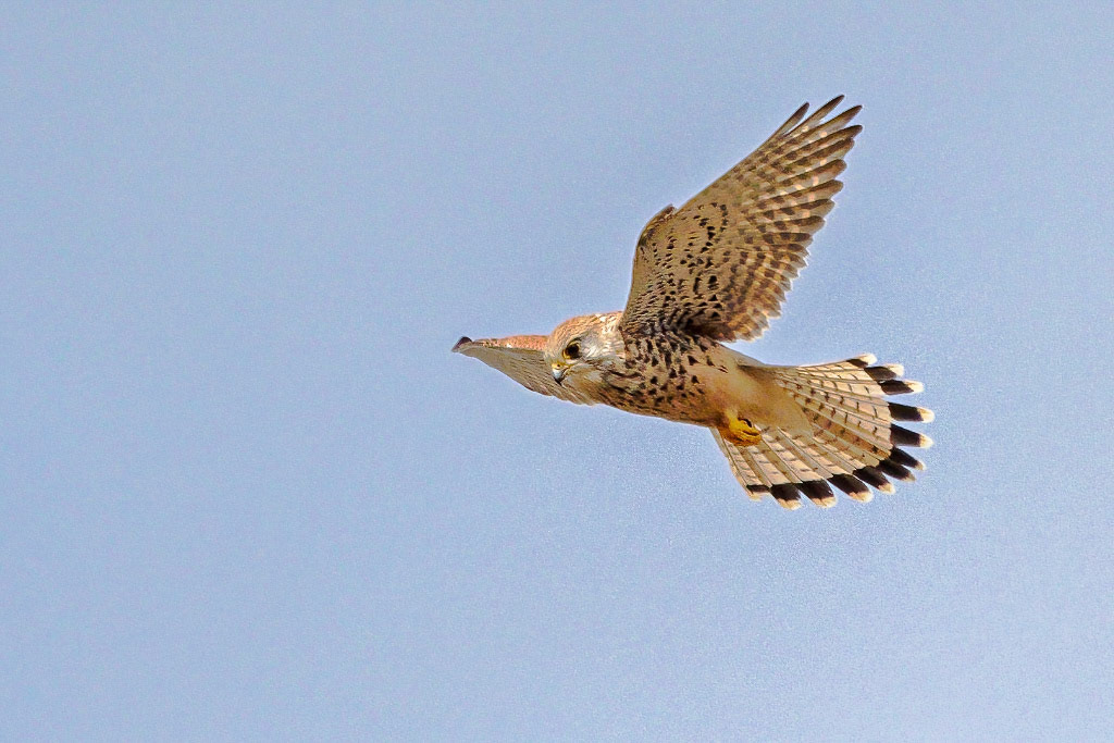 Kestrel