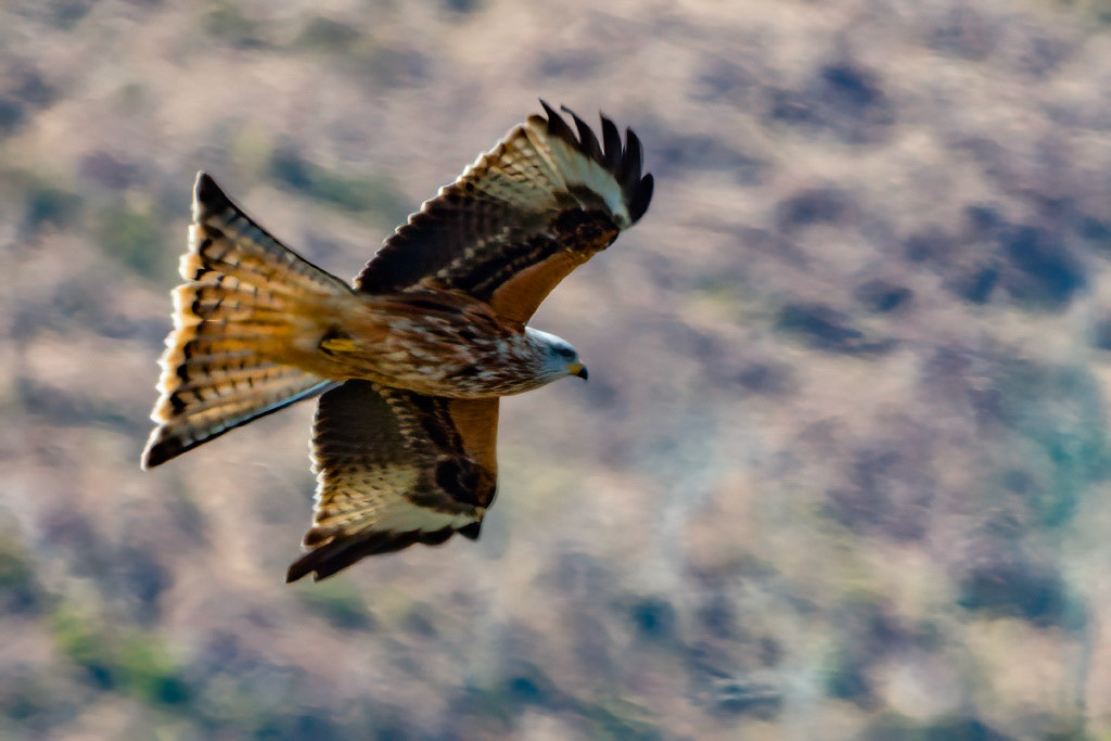 Red Kite