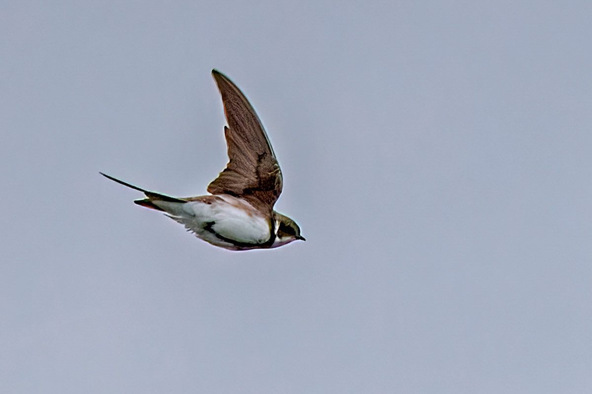 Sand Martin