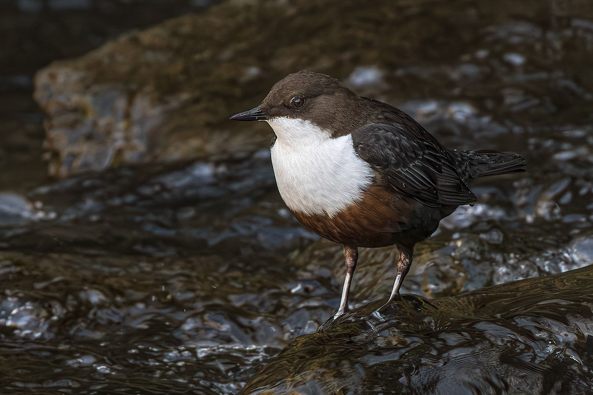 Dipper