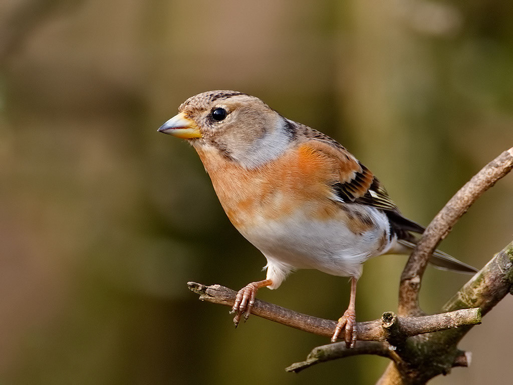Brambling