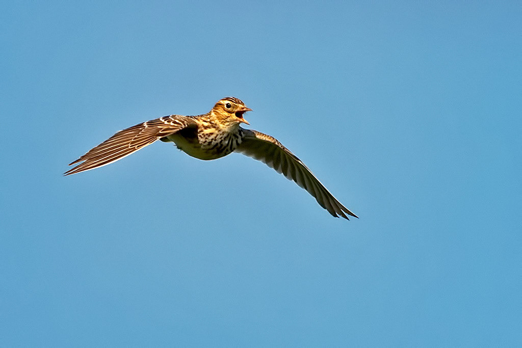 Skylark