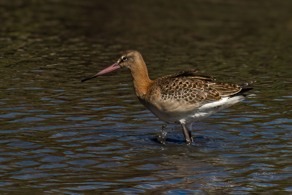 Black-tailed Godwit