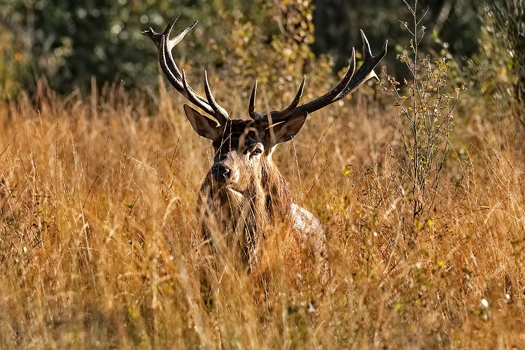 Red Deer