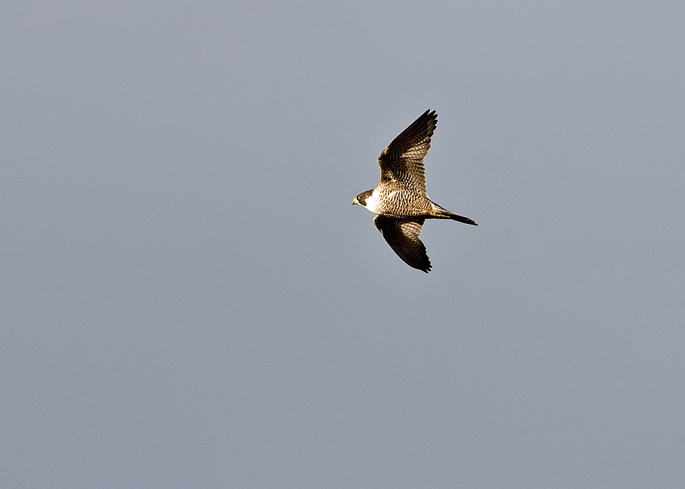 Peregrine