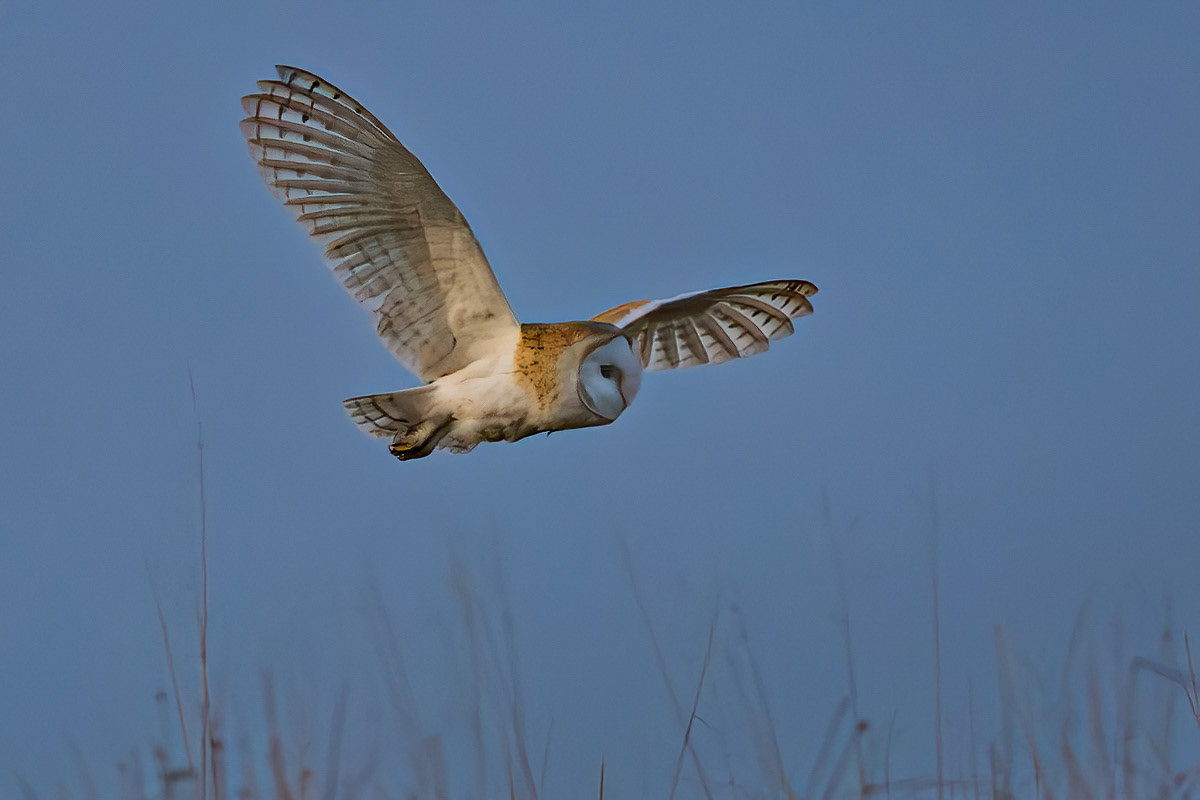 Barn Owl