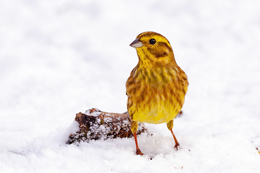 Yellowhammer