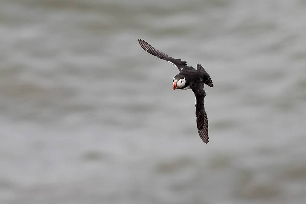 Puffin